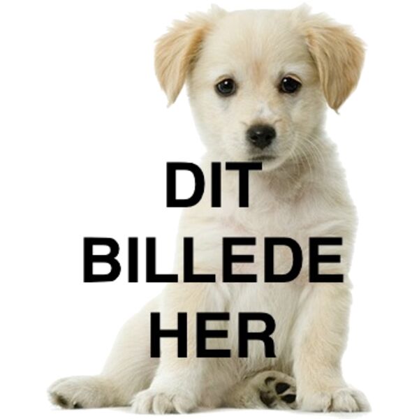 cute dog photo picture 7 168843 Thumbnail